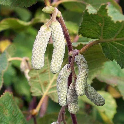 Corylus avellana - Hazel