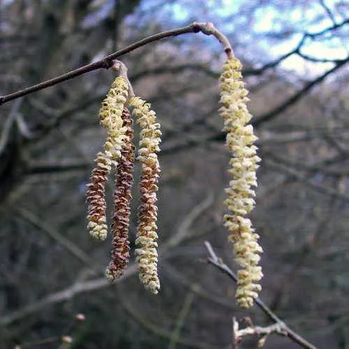 Corylus avellana - Hazel