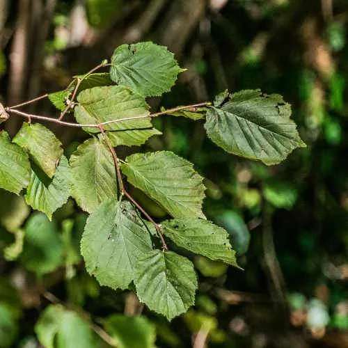 Corylus avellana - Hazel