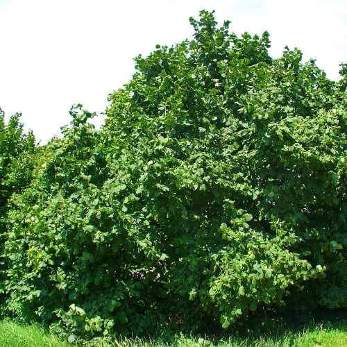 Corylus avellana - Hazel