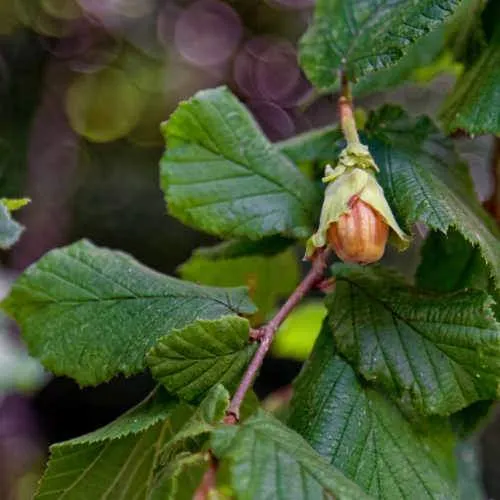 Corylus avellana - Hazel