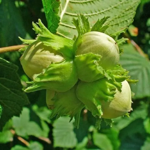 Corylus avellana - Hazel